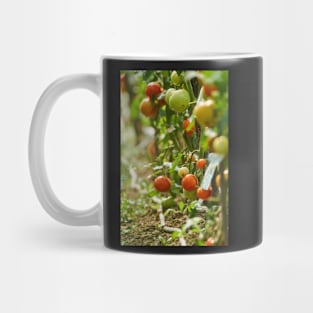 Homegrown tomatoes in the greenhouse Mug